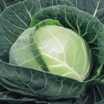 Copenhagen Market 250g (Cabbage Seeds)