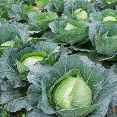 Cabbage (50KG bag)