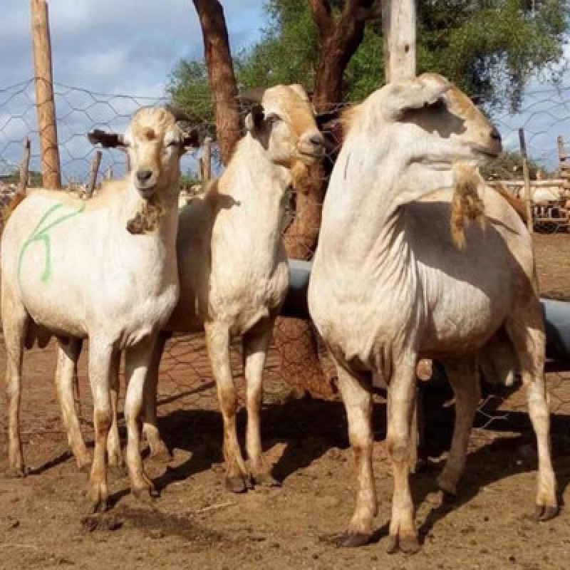 East African Goats