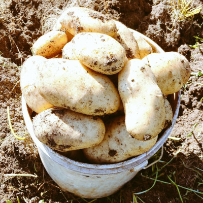 Markies Potatoes