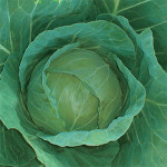 Cabbage Dixit F1(seeds) - 25 grams