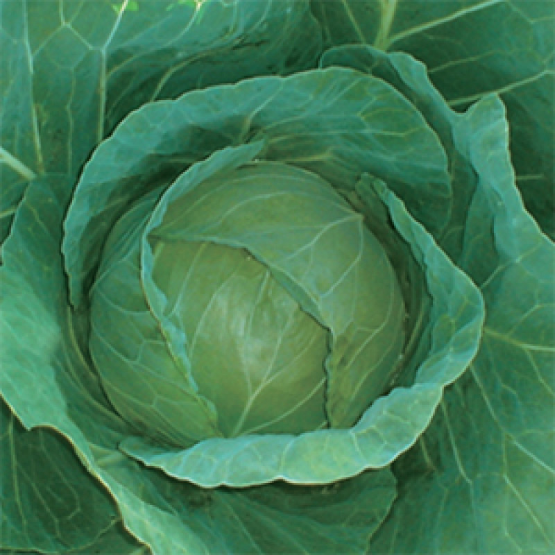 Cabbage Dixit F1(seeds) - 25 grams