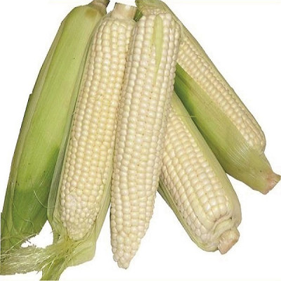 Maize H 6218 2KG