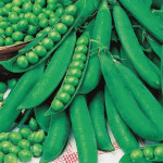 Pea Sommer wood (seeds) - 25kg