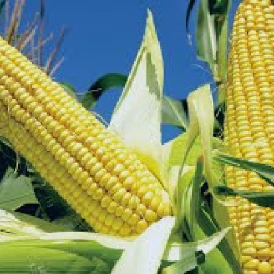 Maize 50kg